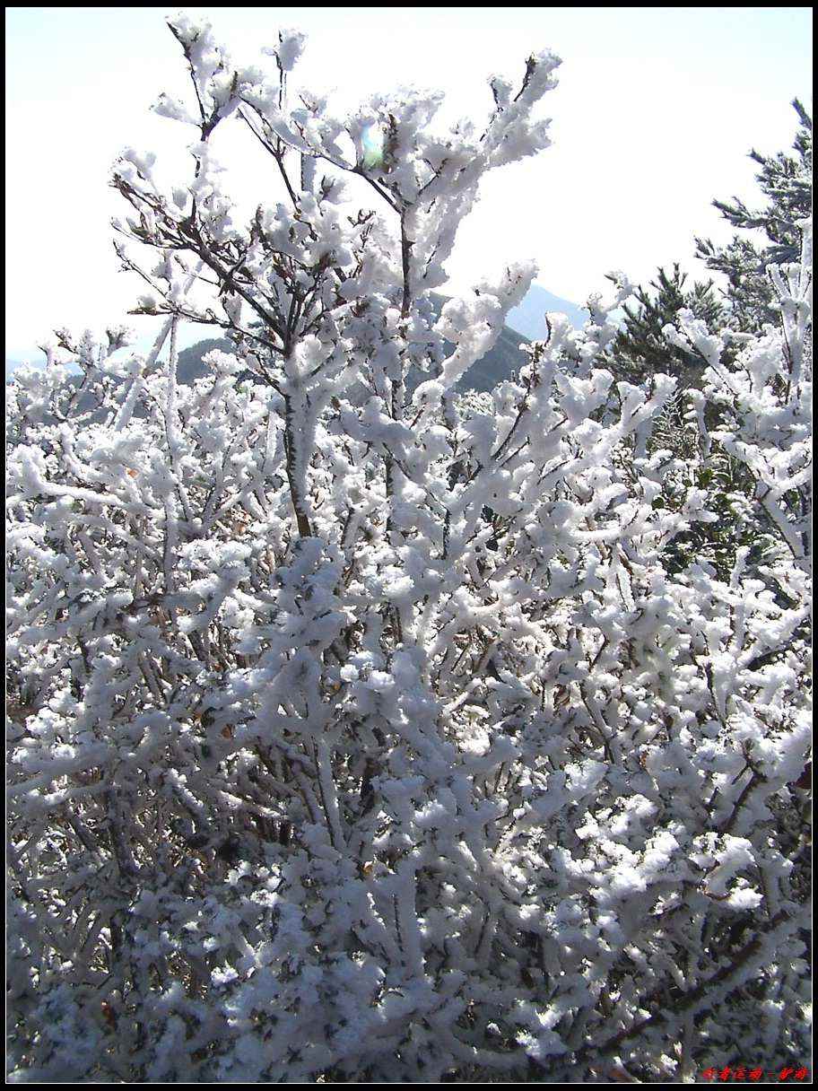 新年寿宁的第一场雪