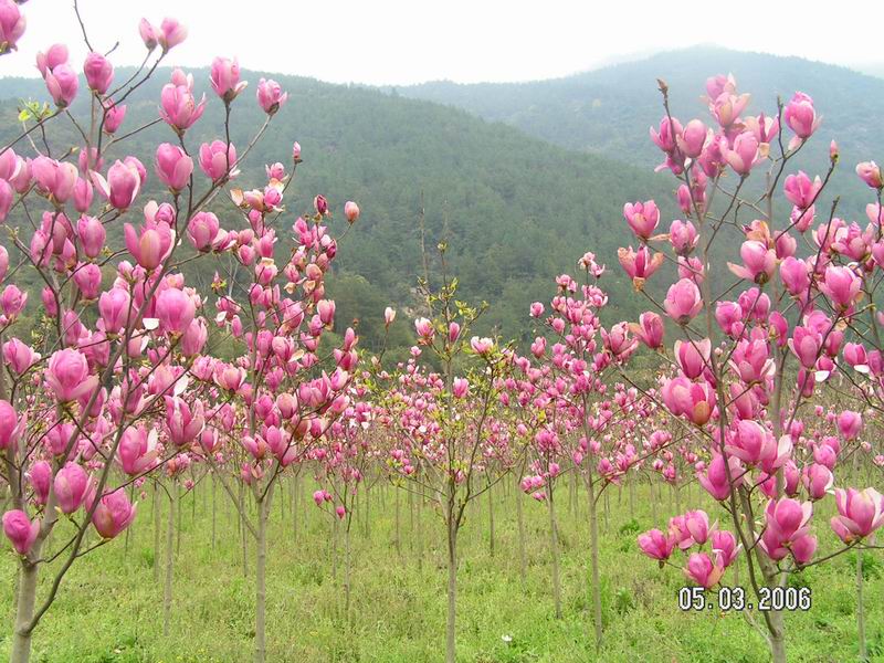 [分享]闽侯上街野外踏青