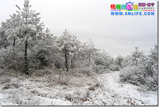 独闯卜蛇林（寿宁2006年第二场雪）