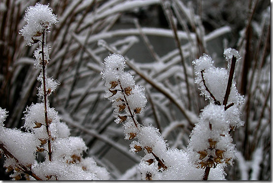 独闯卜蛇林（寿宁2006年第二场雪）