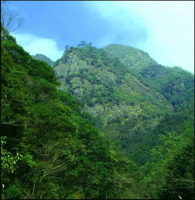 芎坑原始森林