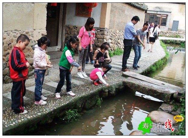 游客在西浦鲤鱼溪赏鱼1.jpg