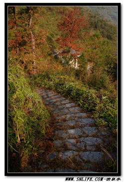 高山岭红叶落