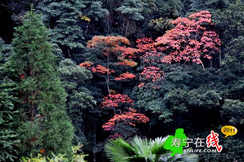 梦幻杨梅州-乡野即景_23.jpg