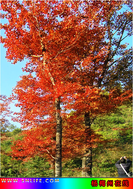 红叶知秋---再上高山岭采风