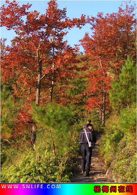 红叶知秋---再上高山岭采风