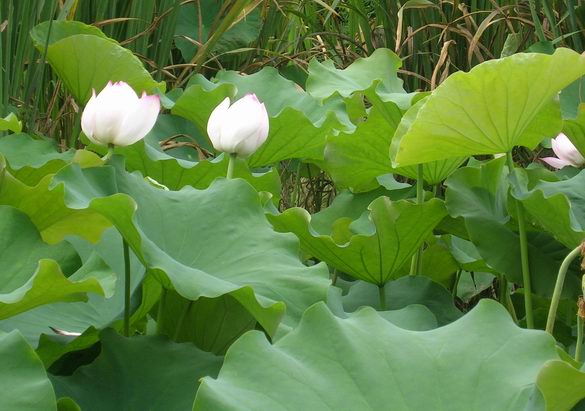 清水芙蓉并蒂开