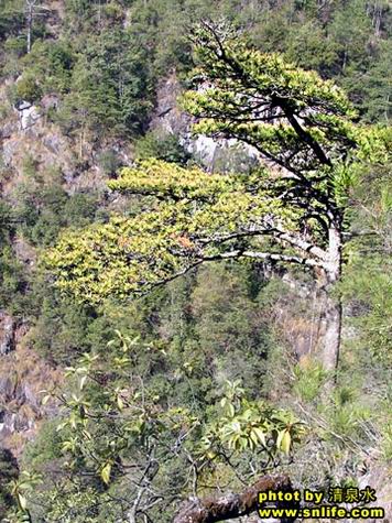 小华山上的黄山松