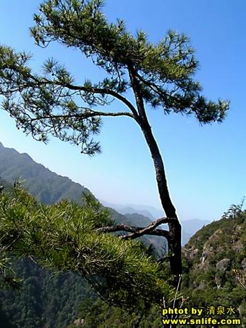 小华山上的黄山松