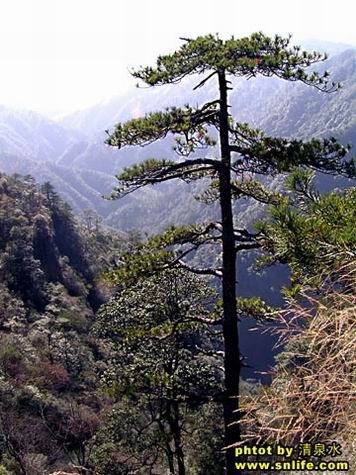 小华山上的黄山松