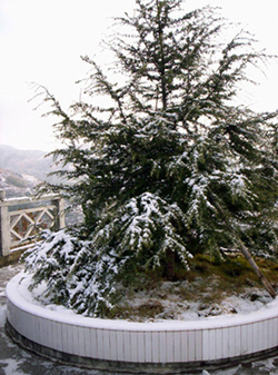 来几张雪景