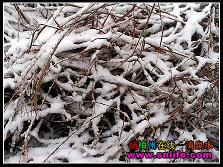 冬雪（今冬寿宁第一场雪）