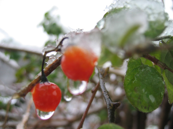 今年的第一场冬雪——中午拍于三峰寺