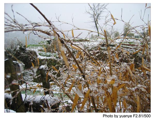 今年的第一场冬雪——中午拍于三峰寺