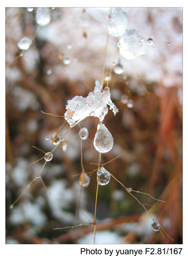 今年的第一场冬雪——中午拍于三峰寺