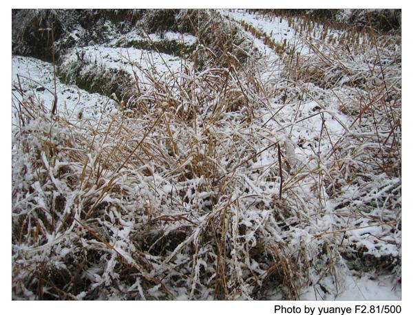 今年的第一场冬雪——中午拍于三峰寺