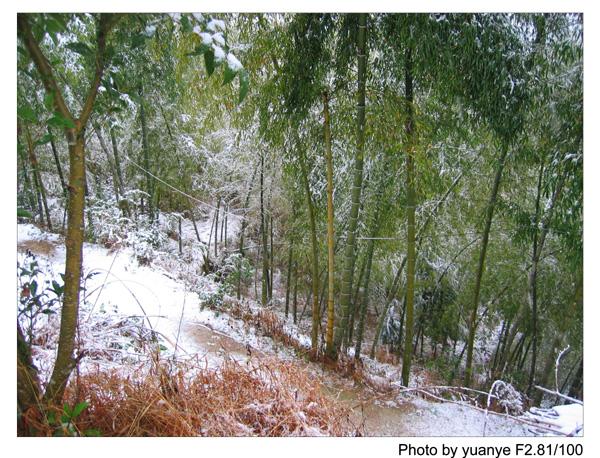 今年的第一场冬雪——中午拍于三峰寺