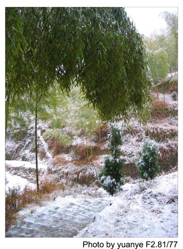 今年的第一场冬雪——中午拍于三峰寺