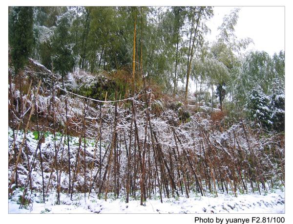 今年的第一场冬雪——中午拍于三峰寺