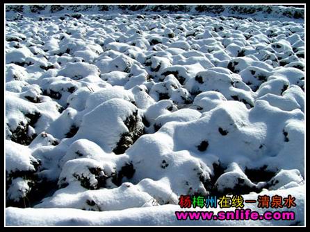 冬雪（今冬寿宁第一场雪）