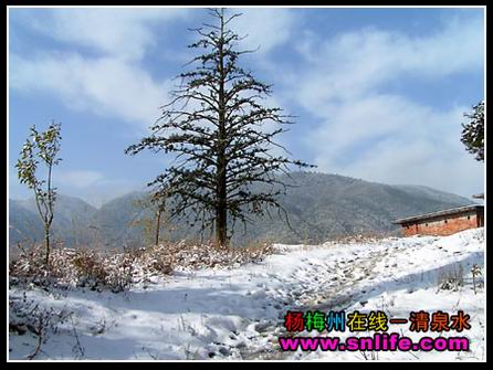 冬雪（今冬寿宁第一场雪）