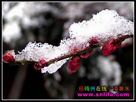 梅花欢喜漫天雪（今冬寿宁第三场雪）