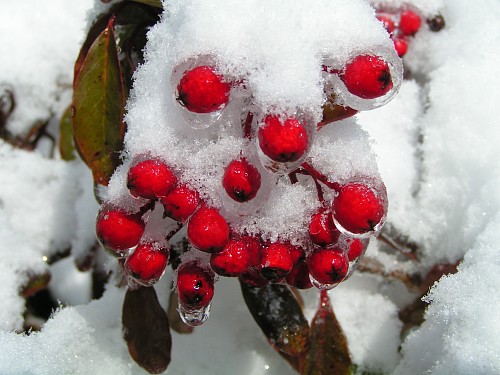 马坪赏雪