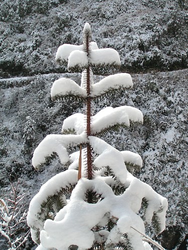 马坪赏雪