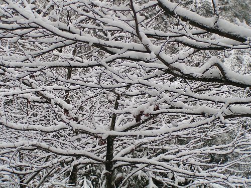 马坪赏雪