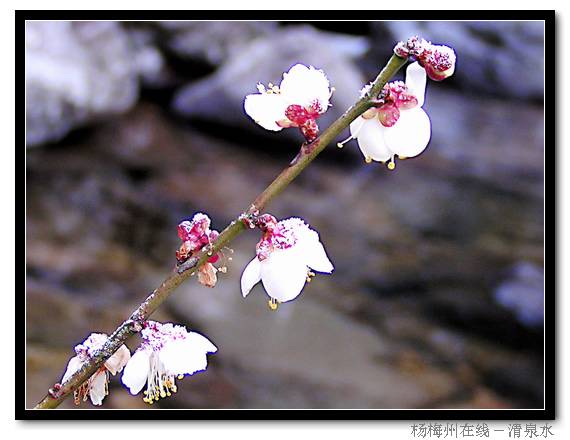 那冰-那瀑-那雪-那花