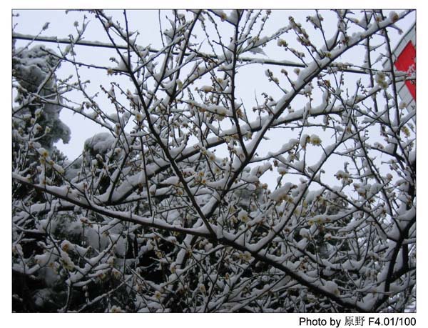 岁首的那场雪……