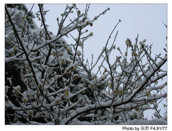 岁首的那场雪……