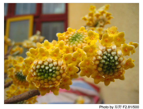 盘菊花儿开