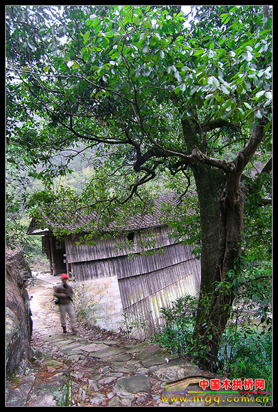 杨梅州·廊桥·鸳鸯　尽览寿宁风光（2006元旦）