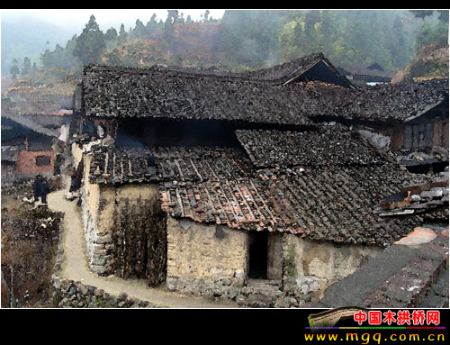 杨梅州·廊桥·鸳鸯　尽览寿宁风光（2006元旦）