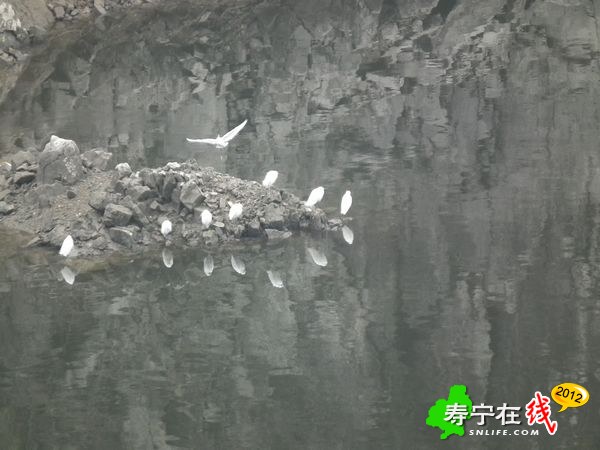 白鹭10.jpg