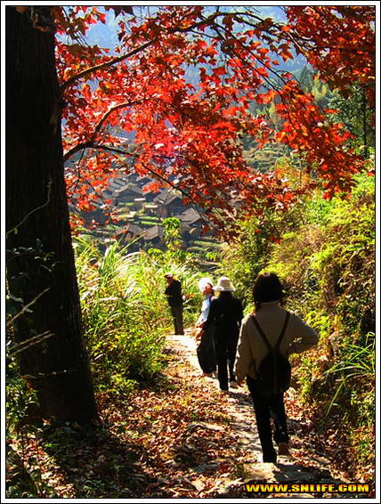 巢坪历险记