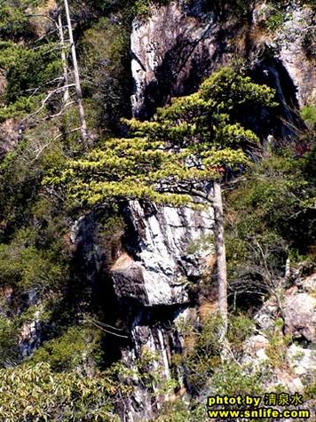 小华山上的黄山松