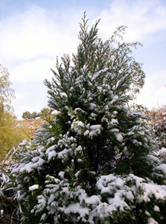 来几张雪景