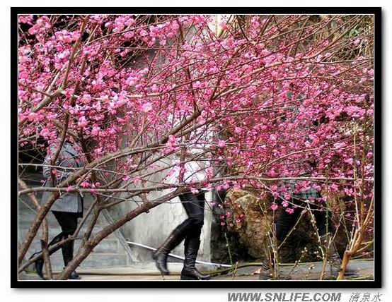 大年初一大王庙(圆通寺）