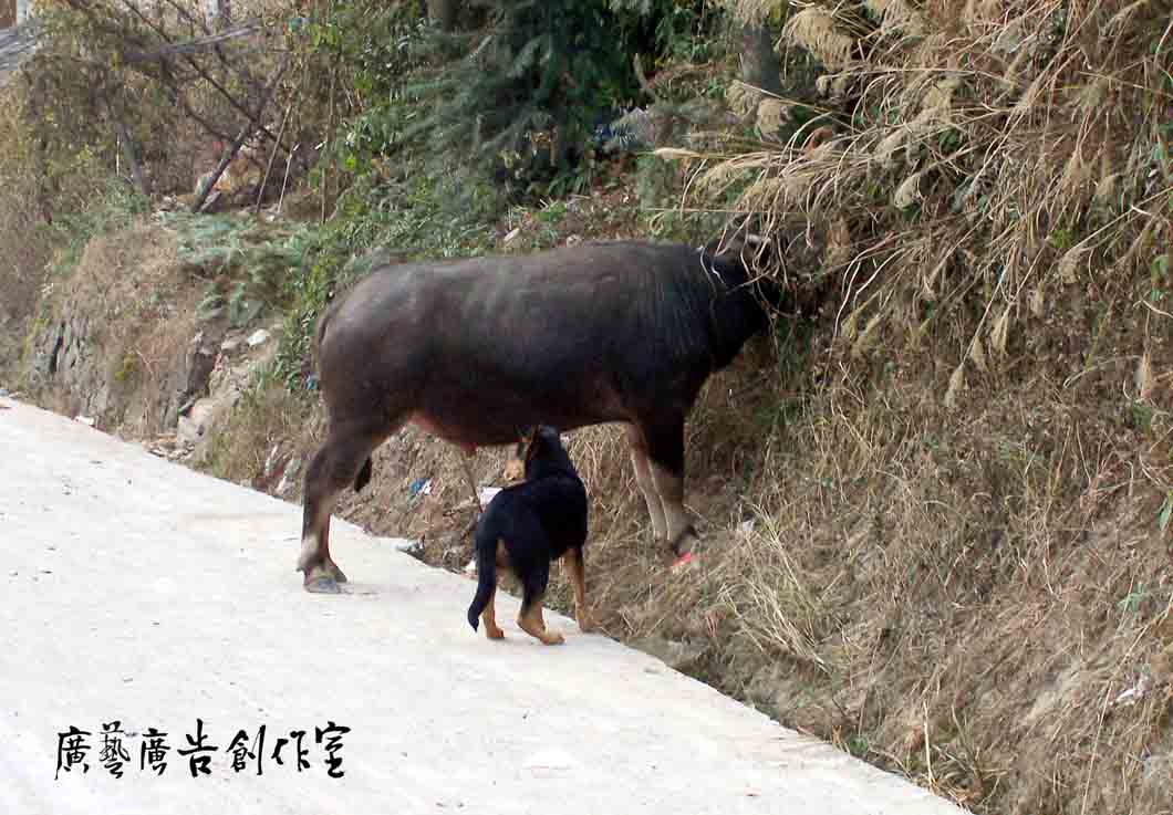 [分享]狗咬牛